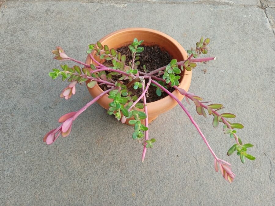 Pruning Portulaca Scaled