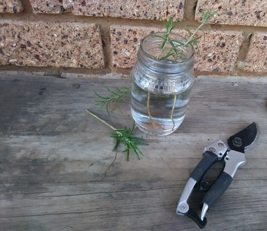 A Pictue Of Rosemary Cuttings In A Glass Filled With Water, And A Pair Of Pruning Shears Lying Next T The Glass.