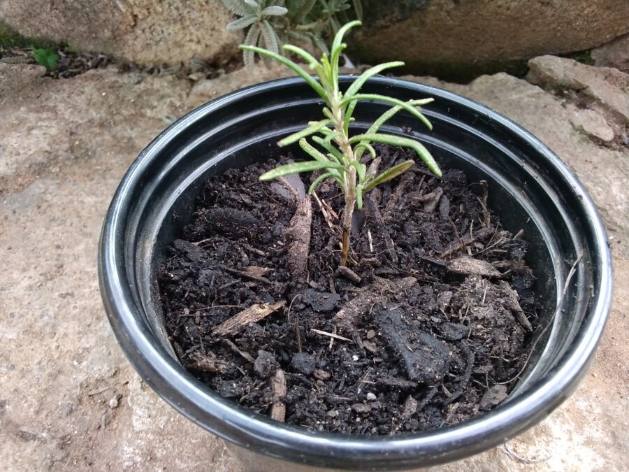Image Showing How To Propagate Roemary In Soil Using A Plant Pot.