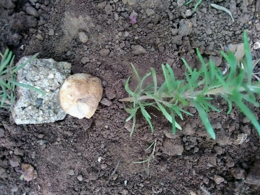 Image Showing How To Propagate Rosemary By Layering With Two Stones Holding The Soft Branch Into The Ground To Develop Root Structure.