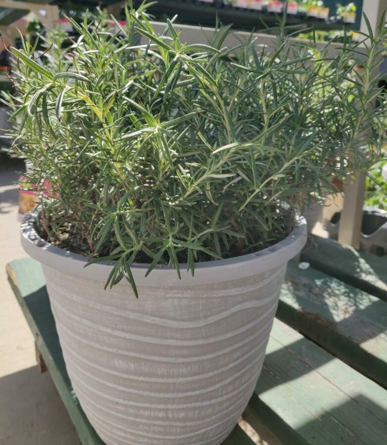 Rosemary Plant 3 Scaled