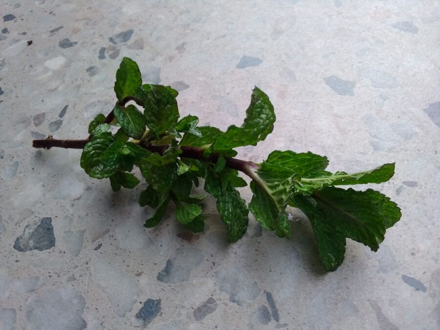 Stem cutting of mint plant placed on ceramic tile.