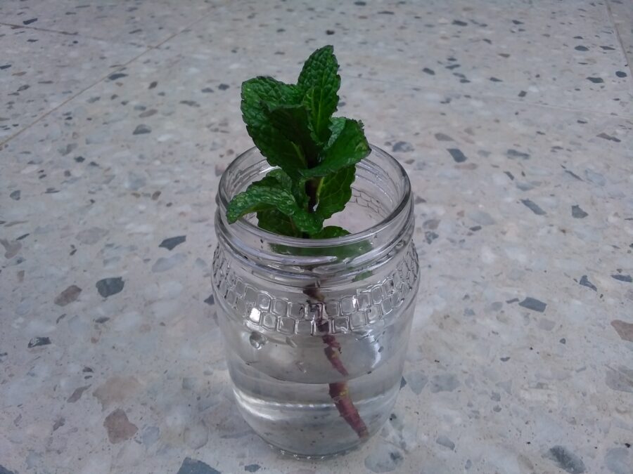 Mint stem cutting with lower leaves remved. The cutting is place inside a glass of water.