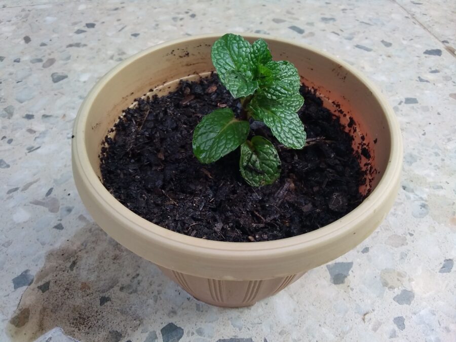 Mint plant in a plant pot filled with soil, with a small puddle of water flowing from the pot.