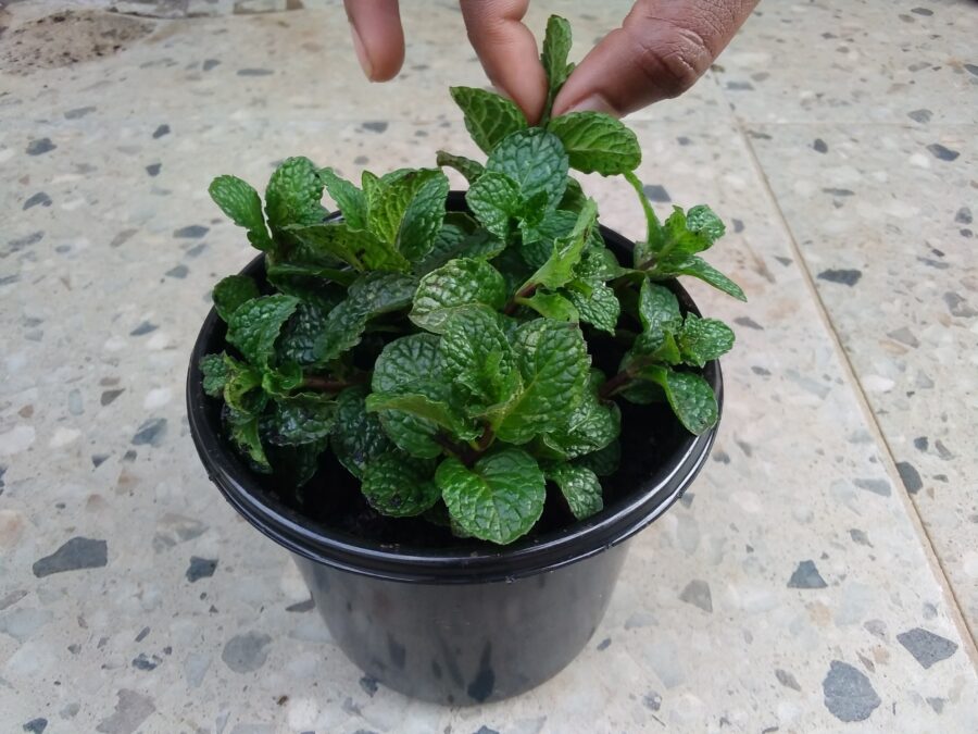 Harvesting fresh mint leaves by pinching the leaves from the plant.
