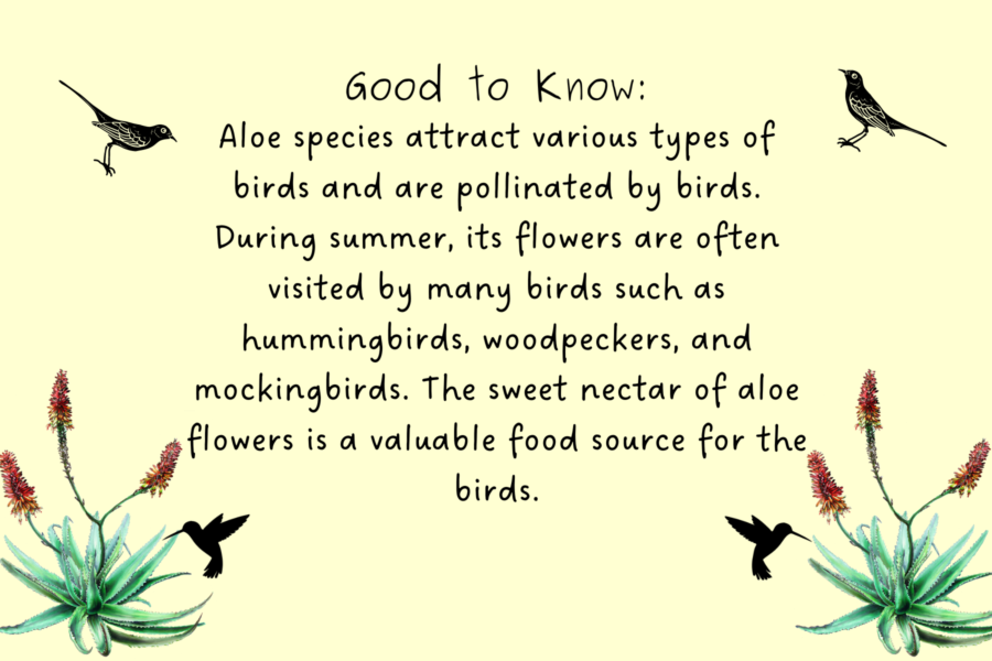 Infographic explaining the importance of aloe plants for birds during the pollinating season