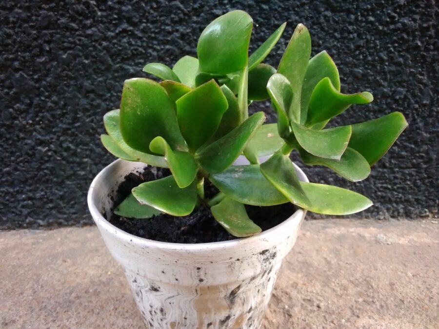 Jade Plant In A Ceramci Plant Pot