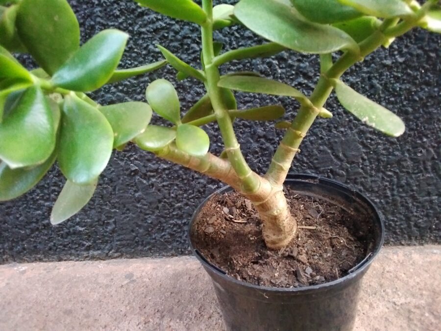 The woody stems of a jade plant slunting in a plant pot