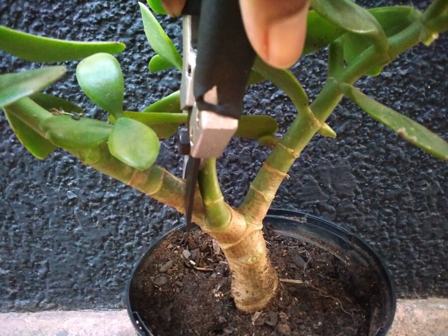 An image showing how to propagate a jade plant. Pruning shears are used to cut off a stem.