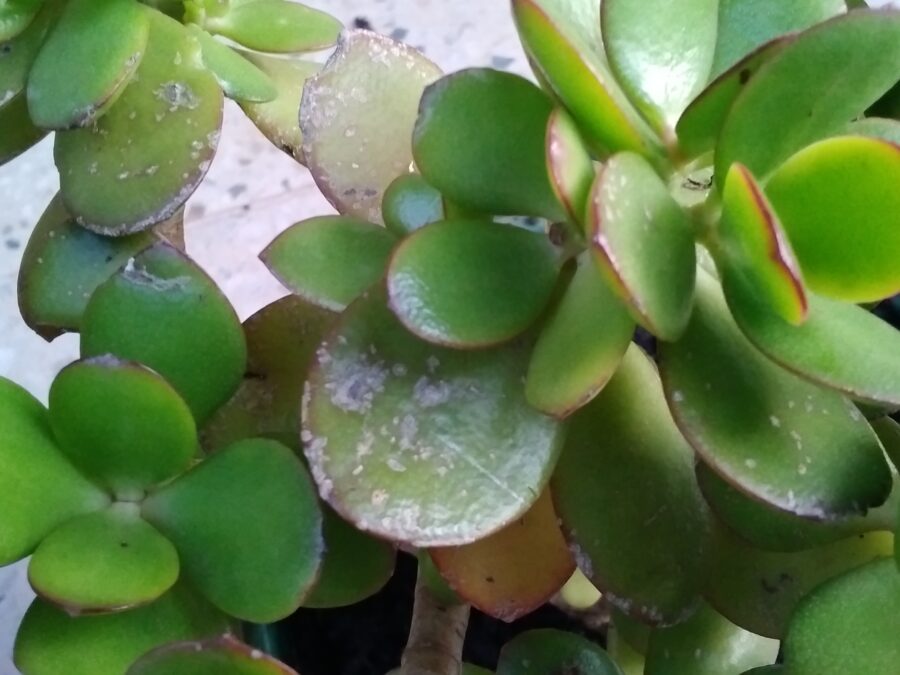 Jade plant affected by pests. The leavesof the plant have brown to grey spots