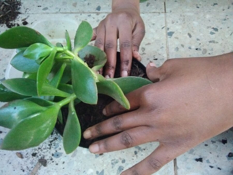 Stem cutting of a jade plant inserted into a new pot. The image also shows a pair of hands filling soil ino the pot and tucking in the stem.