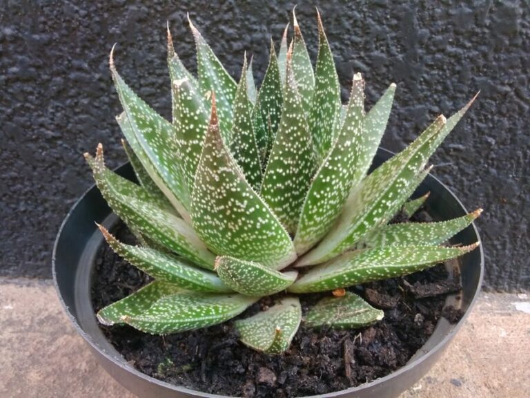 Lace Aloe Inside A Plant Pot