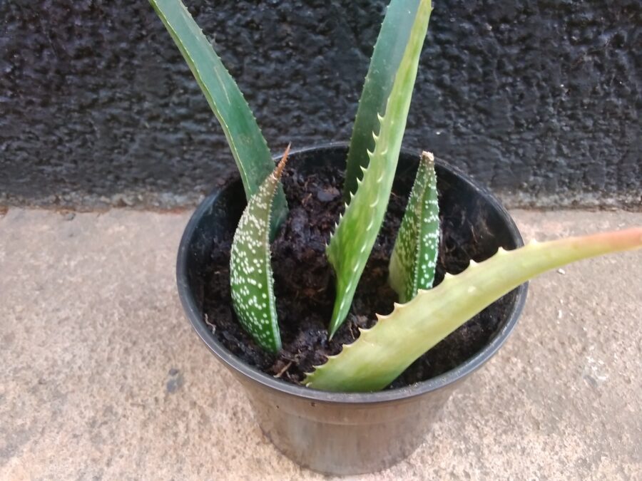 Aloe leaves inserted into a pot filled with potting soil.