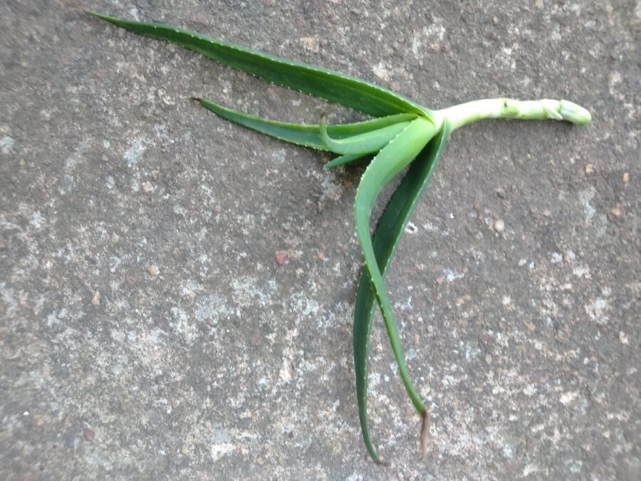Hardy aloe stem cutting with bottom leaves removed.