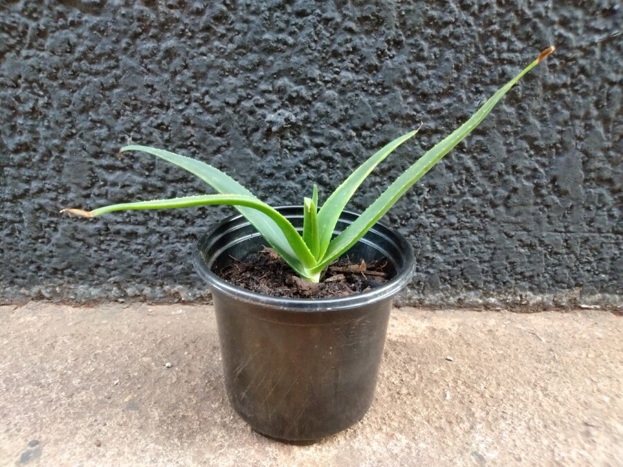 Aloe stem cutting placed in a pot plant.