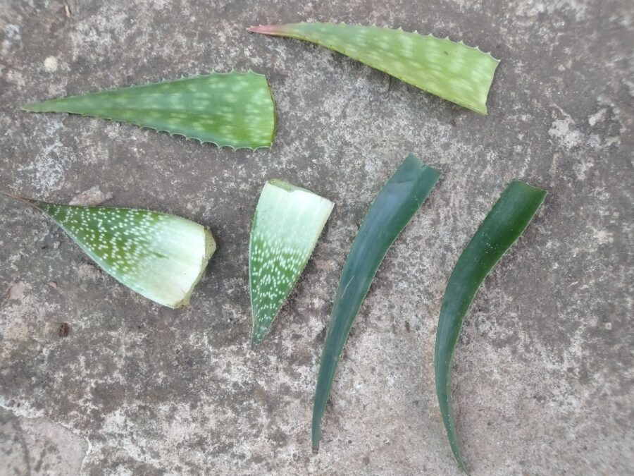 Aloe leaves on the floor ready to be propagated