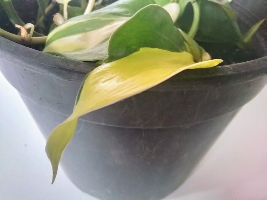 Philodendron curling leaves