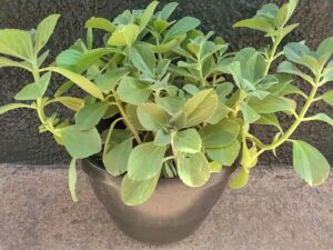 Swedish Ivy "Cuban Oregano" in a pot plant