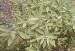 Common sage with purple flowers growing in ground