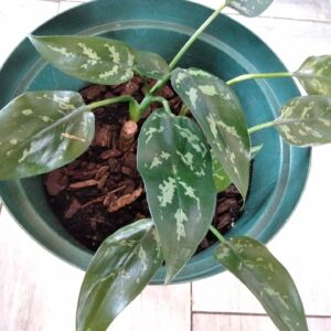 Chinese evergreen in a plant pot
