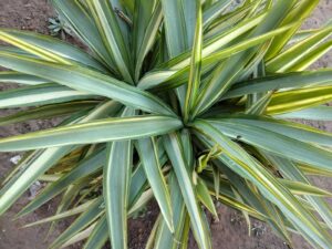 Spanish dagger with yellow margins growing in ground