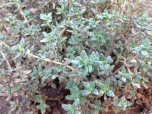 Thyme growing in ground
