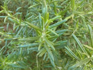 Rosemary growing in ground